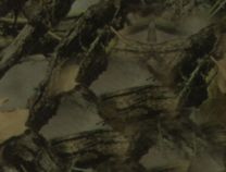 Matted Camo 1